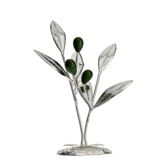 Silver olive tree